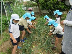 幼稚園の畑です