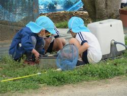 虫探し