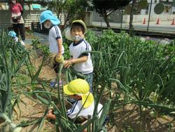 幼稚園の畑にて