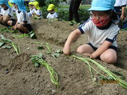 上手に植えます
