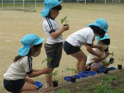 トマトの苗植え