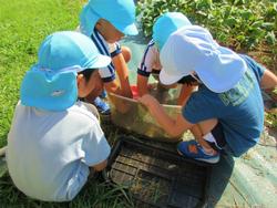 でも目に土が入ったらだめだからその間小さい虫かごに入れよう