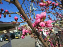 桃の花です