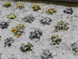 雪の日の花壇