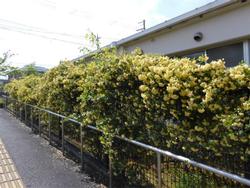 校舎と5月の花2
