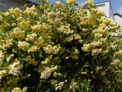 校舎と5月の花