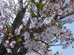 満開の桜