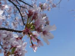 桜