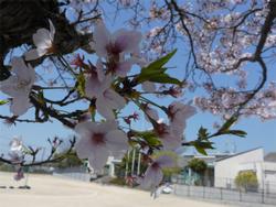 校舎と桜