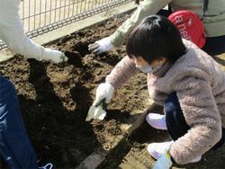球根を植えている様子