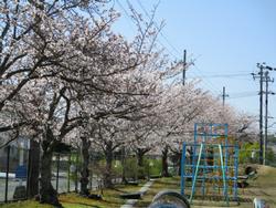 運動場の桜