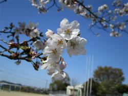桜の花のアップ