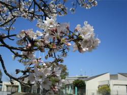 校舎と桜