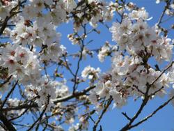 満開の桜