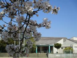 校舎と桜