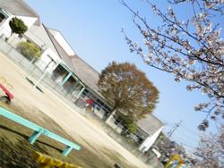 斜めの校舎とサクラ