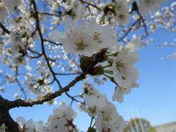 桜の花