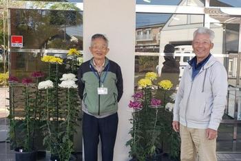 菊の花をいただきました