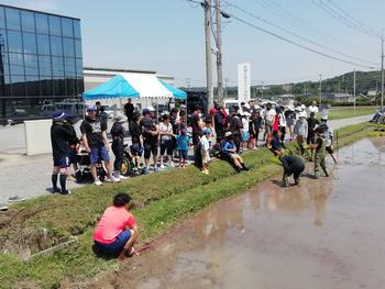 田植え